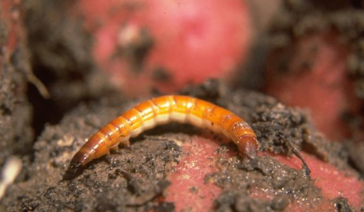 Click Beetle Larvae - Pestipedia