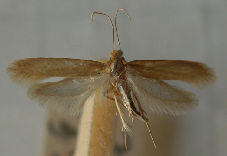 Clothes Moths - Pestipedia