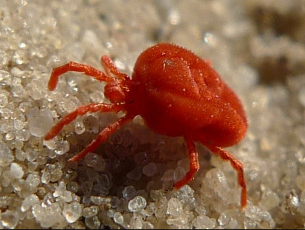 Clover Mites - Pestipedia