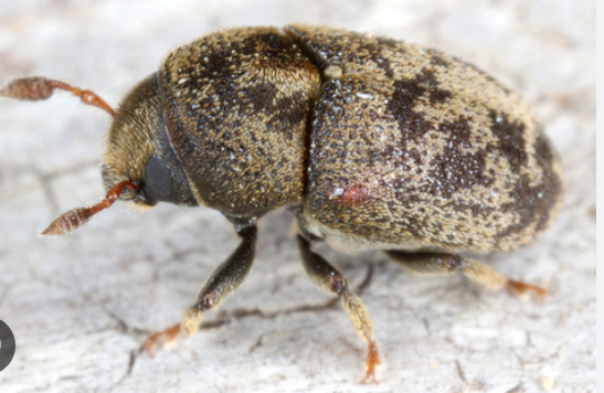 Clover Root Borer - Pestipedia