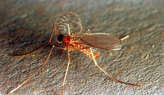 Clover Seed Midges - Pestipedia