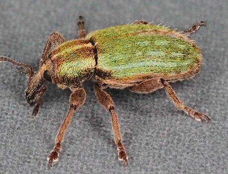 Clover Stem Weevils - Pestipedia