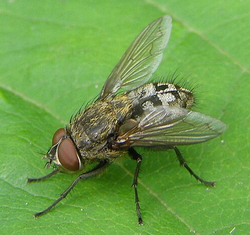 Cluster Fly - Pestipedia