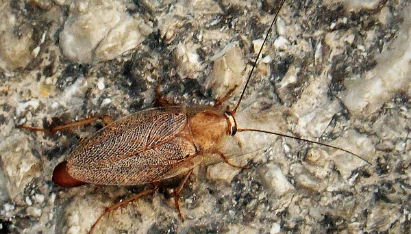 Cockroaches - Pestipedia
