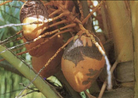 Coconut Mites - Pestipedia