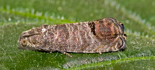 Codling Weevil Variants - Pestipedia