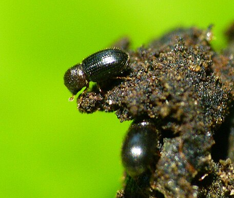 Coffee Berry Borers - Pestipedia