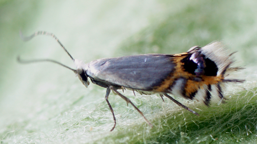 Coffee Leaf Miners - Pestipedia