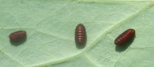 Columbine Leafminers - Pestipedia