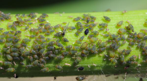 Corn Root Aphids - Pestipedia