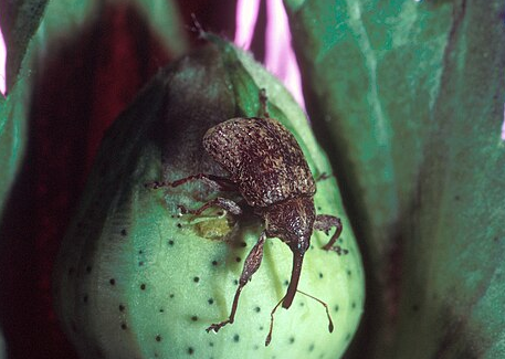 Cotton Boll Weevils - Pestipedia