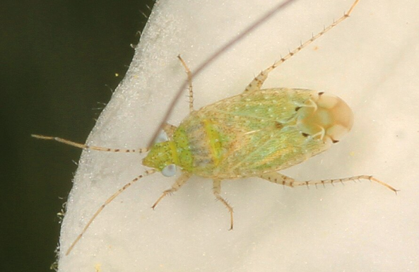 Cotton Fleahoppers - Pestipedia