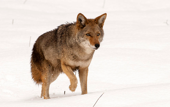 Coyotes - Pestipedia