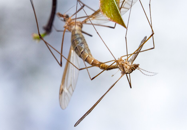 Crane Flies - Pestipedia