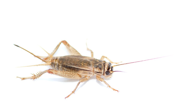 Cricket - Pestipedia