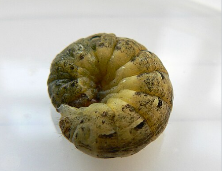 Cutworm - Pestipedia