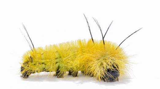Dagger Moth Caterpillar - Pestipedia