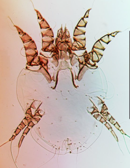 Dairy Cattle Mite - Pestipedia
