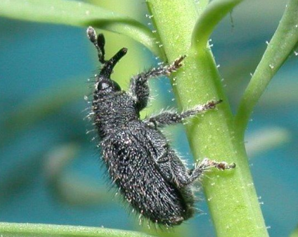 Dalmatian Toadflax Weevil - Pestipedia