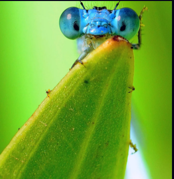 Damflies - Pestipedia