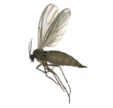 Damping-Off Fungus Gnat - Pestipedia