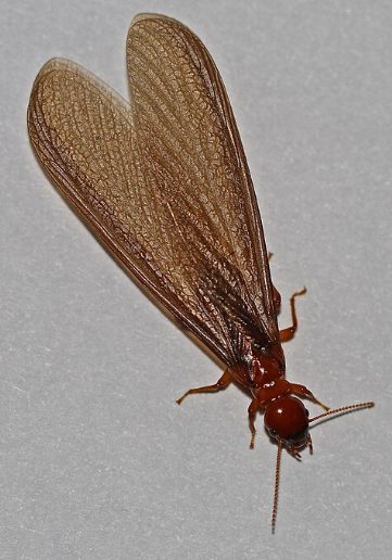 Dampwood Termite - Pestipedia