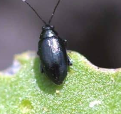 Dandelion Flea Beetles - Pestipedia