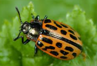 Dappled Willow Leaf Beetles - Pestipedia
