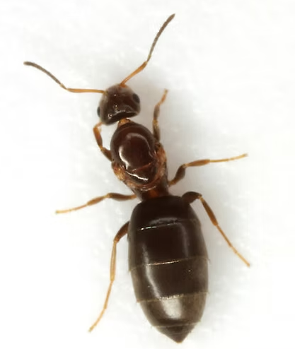 Dark Rover Ants - Pestipedia
