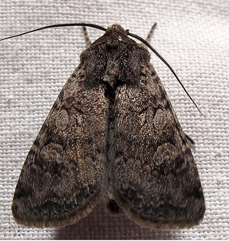Dark-sided Cutworm Moths - Pestipedia