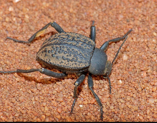 Darkling Beetle - Pestipedia