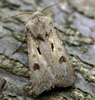 Dart Moths - Pestipedia