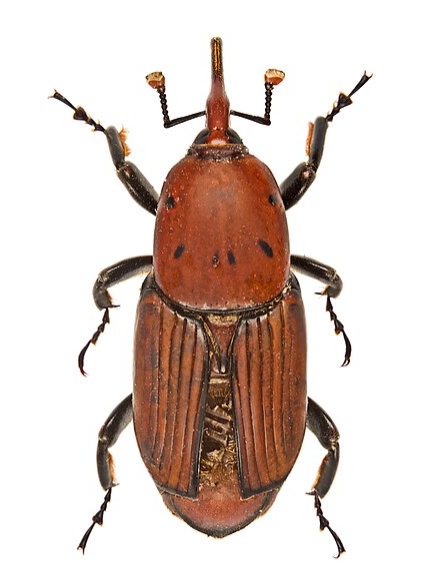 Date Palm Weevils - Pestipedia