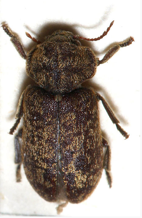 Deathwatch Beetles - Pestipedia