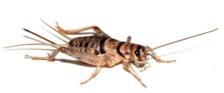 Decorated Cricket Spiders - Pestipedia