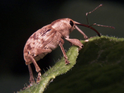 Deep-snouted Weevils - Pestipedia