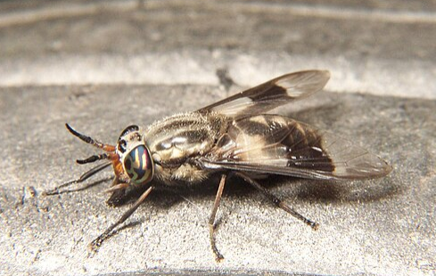 Deer Flies - Pestipedia