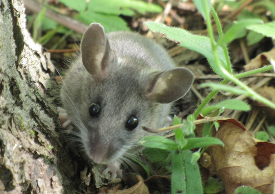 Deer Mice