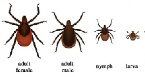 Deer Tick