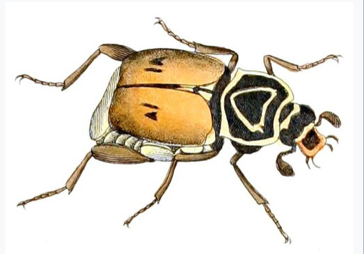 Delta Flower Scarab Beetles - Pestipedia
