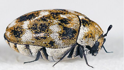 Dermestid Beetle - Pestipedia