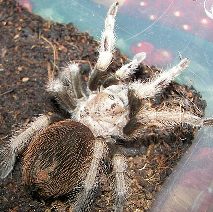 Desert Blonde Tarantula - Pestipedia