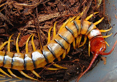 Desert Centipede - Pestipedia
