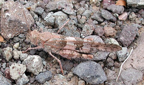 Desert Grasshopper - Pestipedia