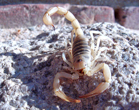 Desert Hairy Scorpion - Pestipedia