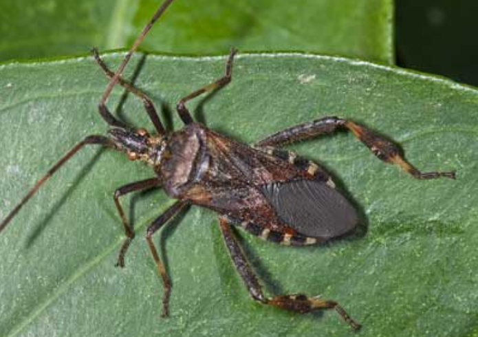 Desert Leaf-footed Bug - Pestipedia
