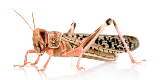 Desert Locust - Pestipedia