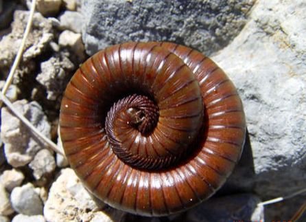 Desert Millipede - Pestipedia