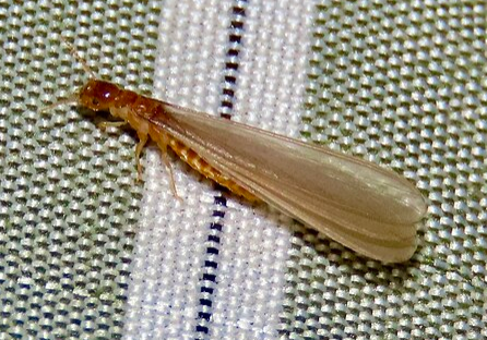 Desert Subterranean Termite - Pestipedia
