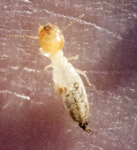 Desert Termite - Pestipedia